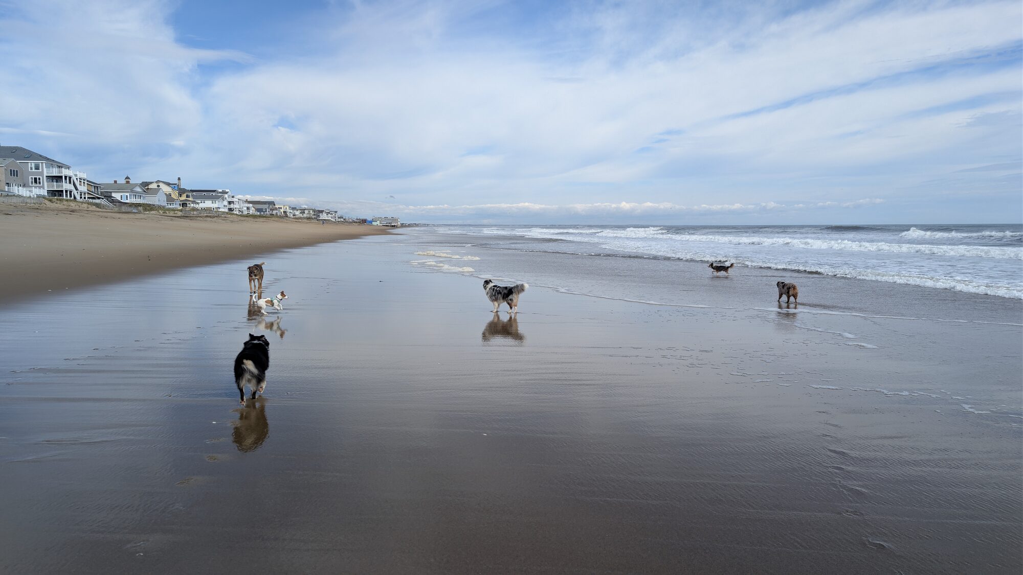 A pack of dogs running together along a wide open beach.