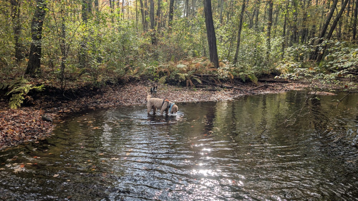 Dogs exploring together at a shallow woodland stream.