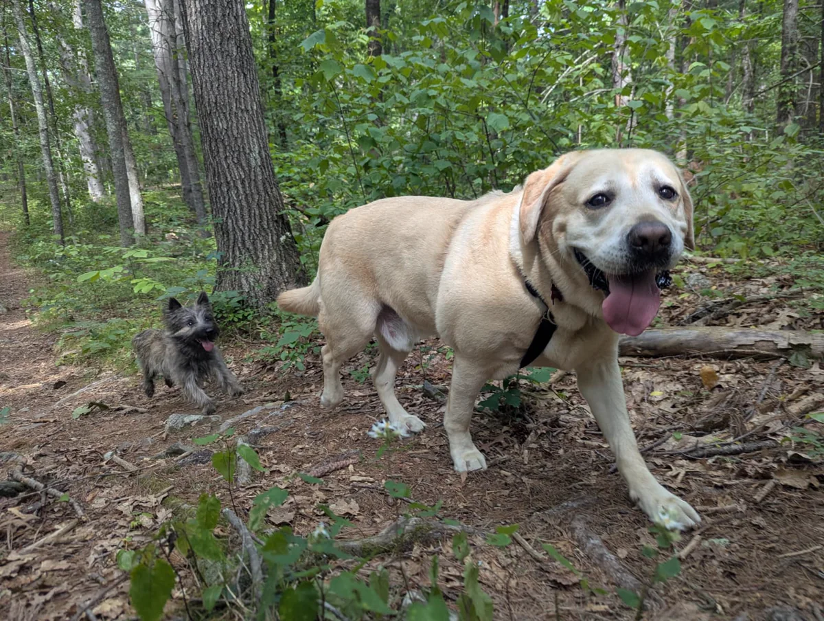 A yellow Labrador and a small terrier trotting along a woodland trail