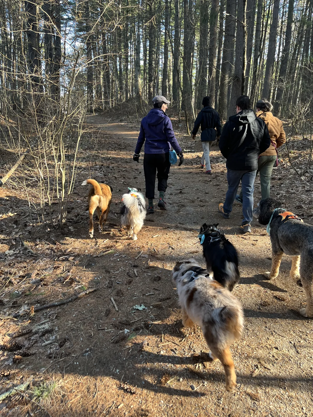 A group of people and their dogs hiking together up a sunlit forest trail