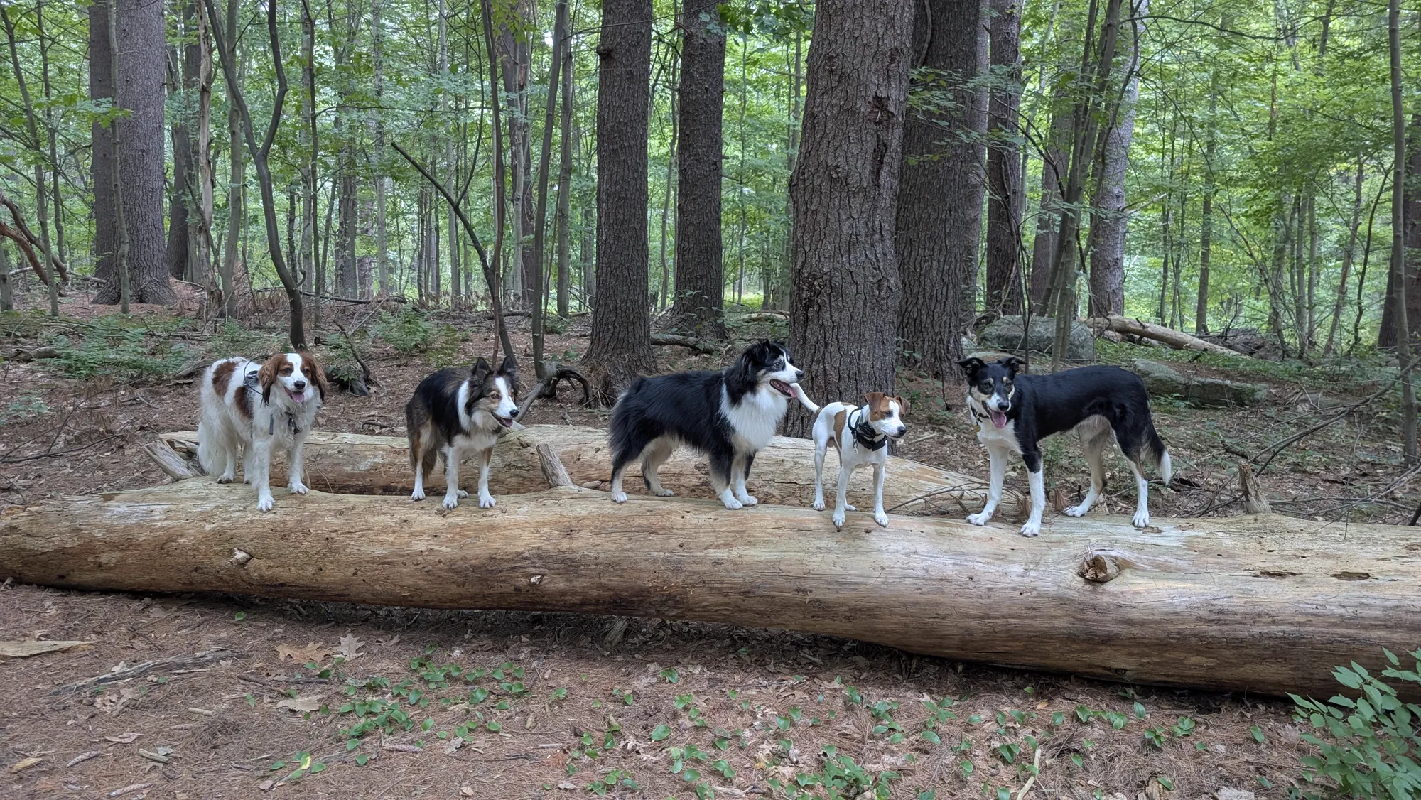Five dogs standing together on a fallen log in the woods