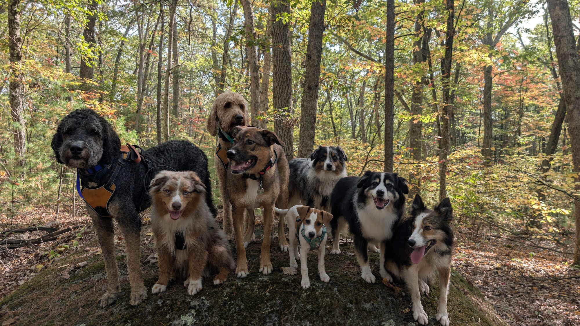 A pack of attentive dogs gathered together in autumn woods.