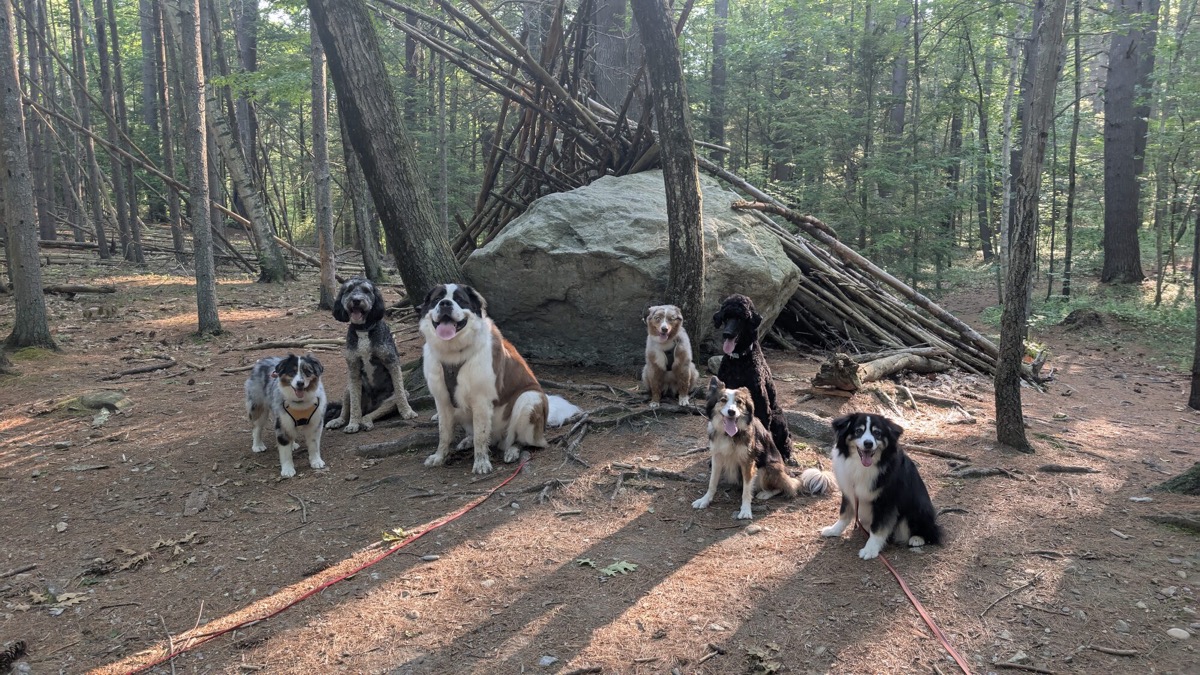 A pack of dogs gathered on a boulder in the woods.