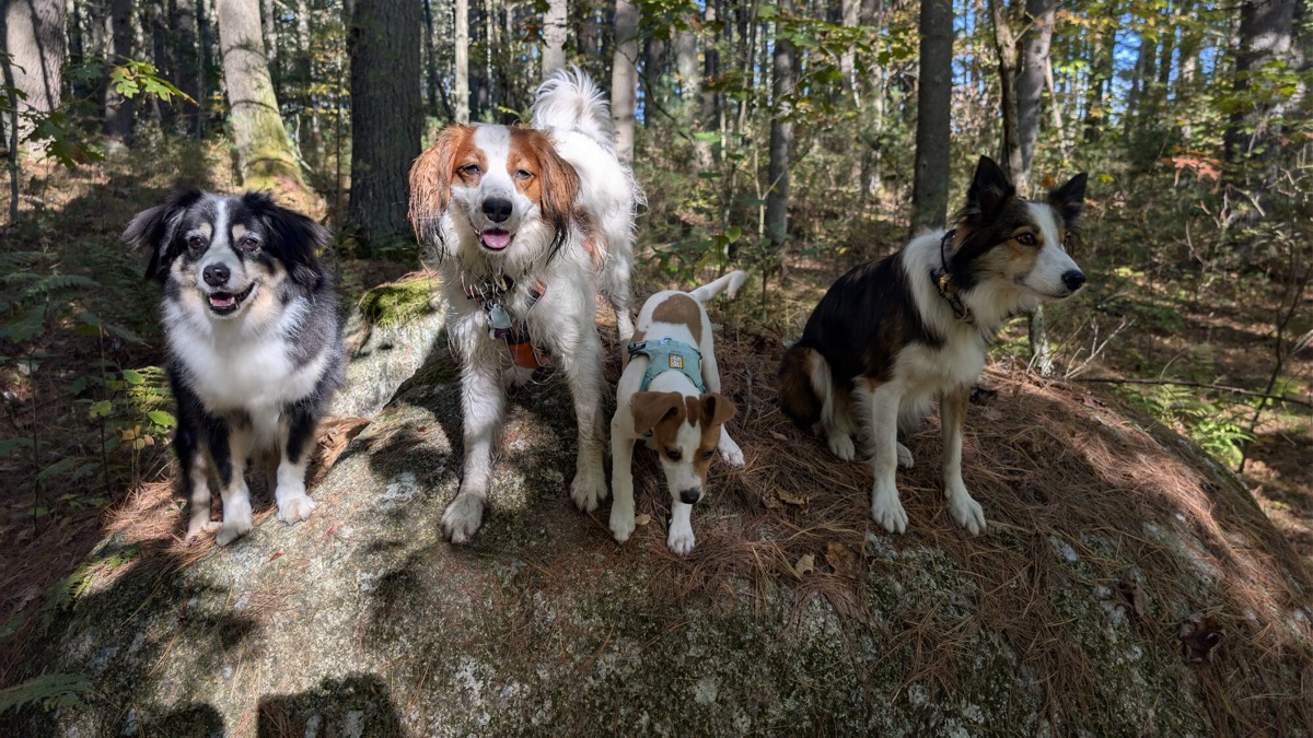 A relaxed group of dogs resting across a sun-dappled forest floor.