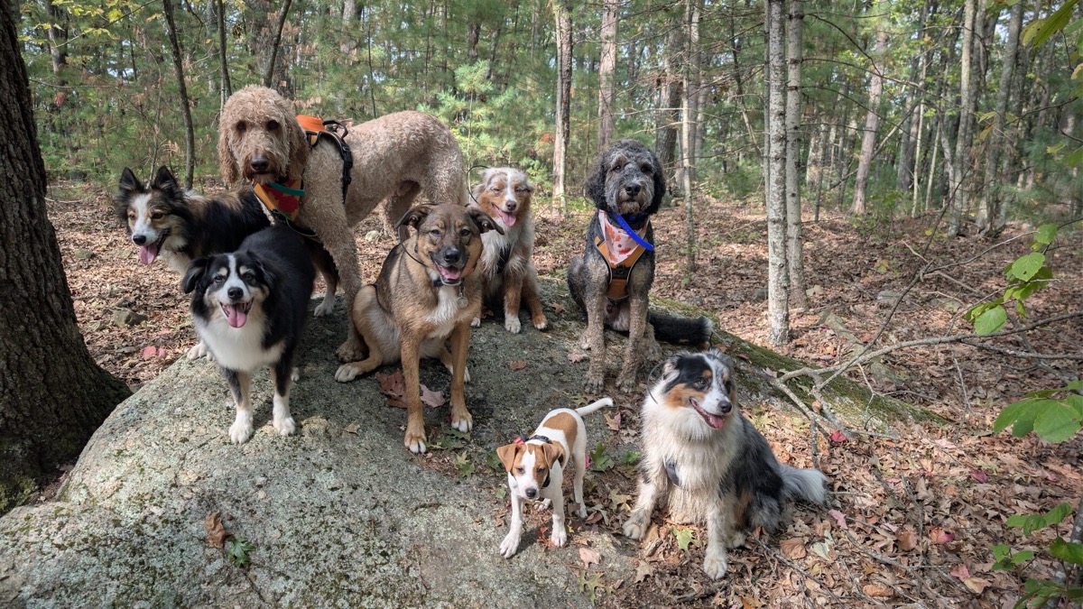 A pack of dogs walking a wooded trail together.