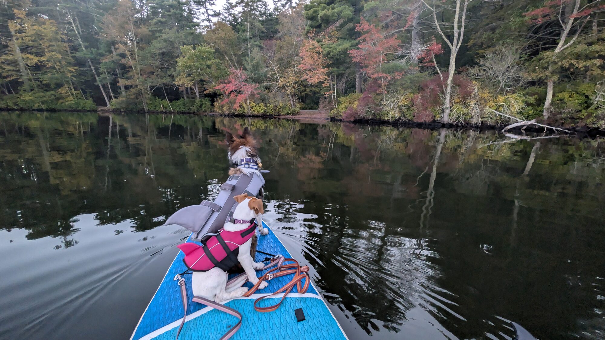 A dog riding a paddleboard on calm water with its person.